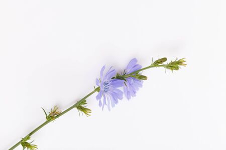 Cichorium intybus - common chicory flowers isolated on the white backgroundの写真素材