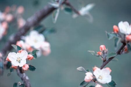 Beautiful flowering Japanese cherry - Sakura. Background with flowers on a spring day.の写真素材