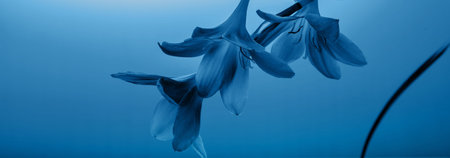 Classic blue backrgound. Closeup shot of tropical flowers in classic blue color. Color of the year...