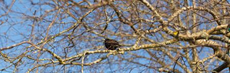 The common starling or Sturnus vulgaris or the European starling. Sitting on the branch.の写真素材