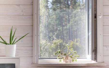 White window with mosquito net in a rustic wooden house overlooking the garden, pine forest. Home plants in white pure and clean Scandinavian bedroom on the windowsillの写真素材