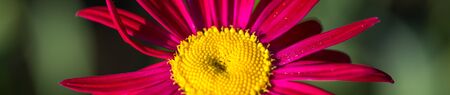 Yellow center of red beautiful pyrethrum flower showing fibonacci pattern.の写真素材