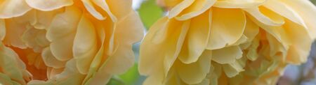 Blooming yellow English roses in the garden on a sunny day. Rose Goden Celebration. Roses bannerの写真素材