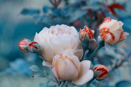 Beautiful coral roses flowers in garden close up. Tinted effect, shallow depth of fieldの写真素材
