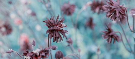 Beautiful meadow field with wild flowers. Spring or summer wildflowers closeup. Health care concept....