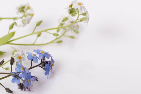 Blue and white forget-me-nots. Little spring summer flowers on a white background. Overhead top view, flat lay. Copy space. Birthday, Mother's, Valentines, Women's, Wedding Day concept.の写真素材
