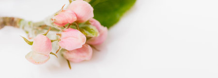 Flower buds of apple tree on a white background. Spring border background with pink blossom. Beauty backgroundの写真素材