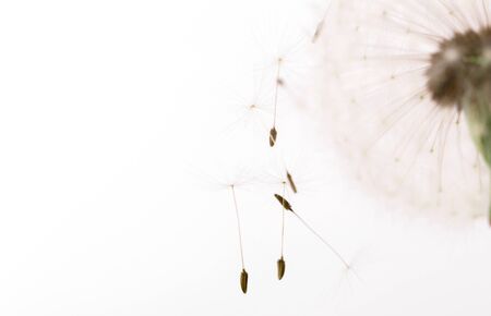 Macro of an overblown fluffy dandelion, creative floral layout, horizontal.の写真素材