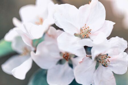 Apple tree blossoms against a blue skyの写真素材