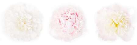 Three beautiful light peonies on a white background, top view, panoramic format, the concept of beauty, weddings, congratulationsの写真素材