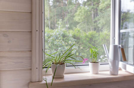 White window with mosquito net in a rustic wooden house overlooking the garden. Houseplants and a watering can on the windowsill.の写真素材