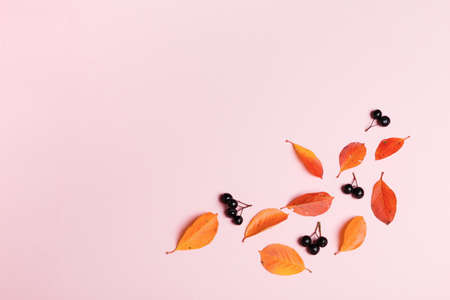Autumn background made of autumn leaves and berry on pink background.の写真素材