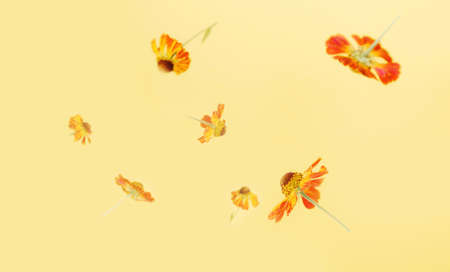 Beautiful flying pastel pink flowers and petals at light blue background, creative floral layout, horizontalの写真素材