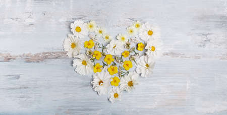 White cosmea cosmos flowers festive wedding romantic background. Flat lay, top view.の写真素材