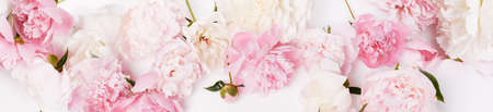 Romantic banner, delicate pink peonies flowers close-up. Fragrant pink petalsの写真素材