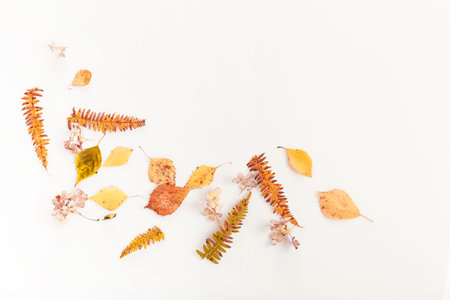 Autumn composition.Frame made of autumn dry multi-colored leaves and flowers on white background....