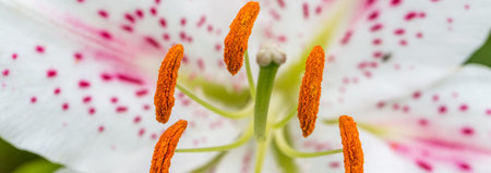 Beautiful white lily with purple dots in summer garden close-up, a symbol of purity and tenderness