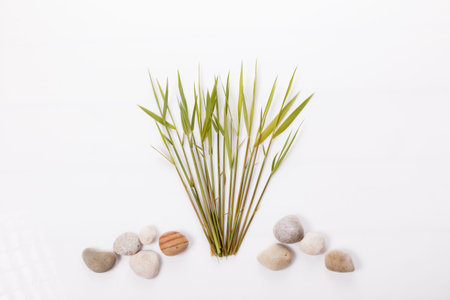 Common reed or southern reed on white background