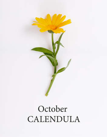 Calendula, October birth flower. Birth month marigold flower photo. Birthday flower clipartの写真素材