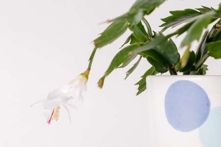 Exotic white flower Christmas Cactus, Epiphyllanthus, schlumbergera, zygocactus close up on white backgroundの写真素材
