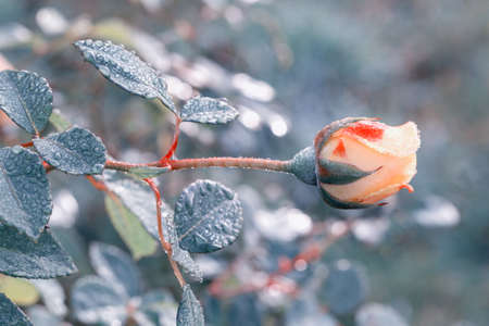Winter in the garden. Hoarfrost on the petals of a yellow rose, the first frost.の写真素材