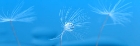 Macro photo, dandelion seeds in dew drops on a mystical blue background