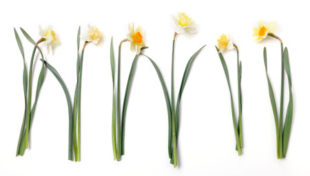 Border of daffodil flowers on white background, copy space. Top view, flat lay. White narcissus. Spring flowers.の写真素材