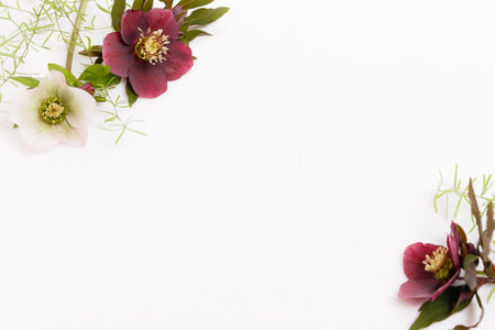 Frame of purple flowers with space for text on white background. Flat lay, top view. Birthday, mothers, valentines, wedding day concept.の写真素材