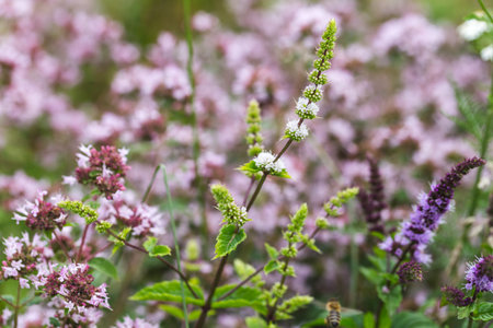 Blooming mint white and purple, oregano in herb garden