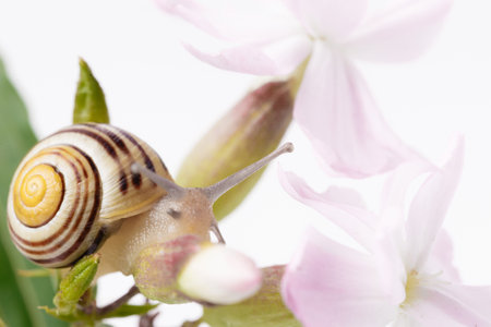 Snail on pink delicate flower close up, studio photoの写真素材