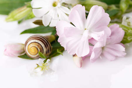 Blooming beautiful pink wildflower and snail on white backgroundの写真素材