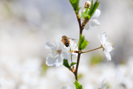 Blossoming branch with flowers of cherry plum