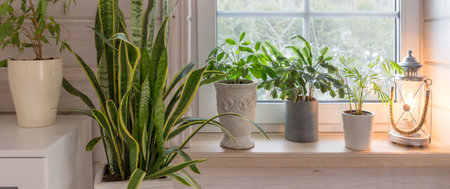 Group of houseplant on white wooden windowsill in a Scandinavian-style room. Home decoration lifestyleの写真素材