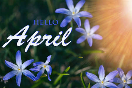 The first spring blue small flowers on a sunny day. Hello April wallpaper, greeting cardの写真素材