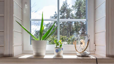 Group of houseplant on white wooden windowsill in a Scandinavian-style room. Home decoration lifestyleの写真素材
