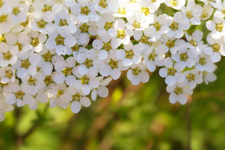 Spring flowering bush of spirea with white small flowers close-up. Abstract spring blossom...