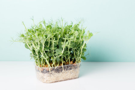 Peas Sprouting Micro greens and celery on blue background