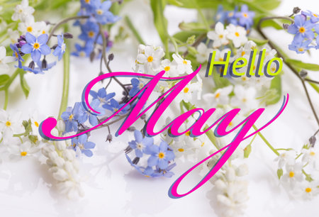 Forget-me-not on white. Hello May wallpaper, spring garden background, greeting card