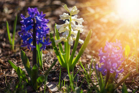 Blue and white hyacinths in the garden in the rays of the sun, spring backgroundの写真素材