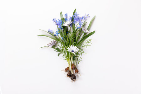 First spring bulbous flowers blue scilla on white background.