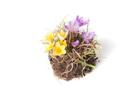 Beautiful violet, purple and yellow crocus isolated on white