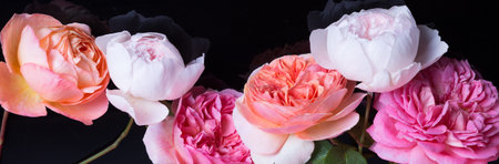 collage of delicate pink roses isolated on black background