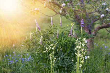 Purple lupins, white aquilegia and blue forget-me-nots on the background of a blooming apple tree in the garden, backlit, fabulous summer meadowの写真素材