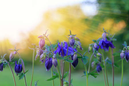 Beautiful meadow field with wild flowers. Spring or summer wildflowers closeup. Health care concept. Rural field. Alternative medicine. Environmentの写真素材