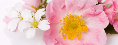 Festive flower wild pink rose composition on the white background. Overhead top view, flat lay. Copy space.の写真素材