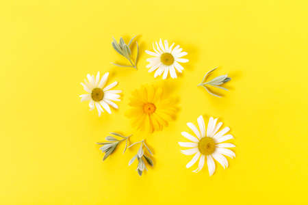 White and yellow chamomile flowers on yellow background. Spring, summer concept. Flat lay, top viewの写真素材