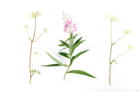 Fireweed, Rosebay Willowherb isolated on white background. Willow-herb isolated on white background. Medicinal plant. Blooming sallyの写真素材