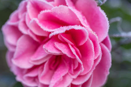 Winter in the garden. Hoarfrost on the petals of a pink roseの写真素材