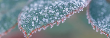 Winter in the garden. Rose leaves are covered with hoarfrost, close-up, shallow depth of field,...