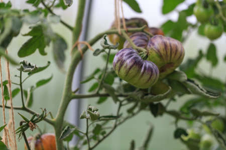Striped organic tomatoes in the garden, greenhouseの写真素材